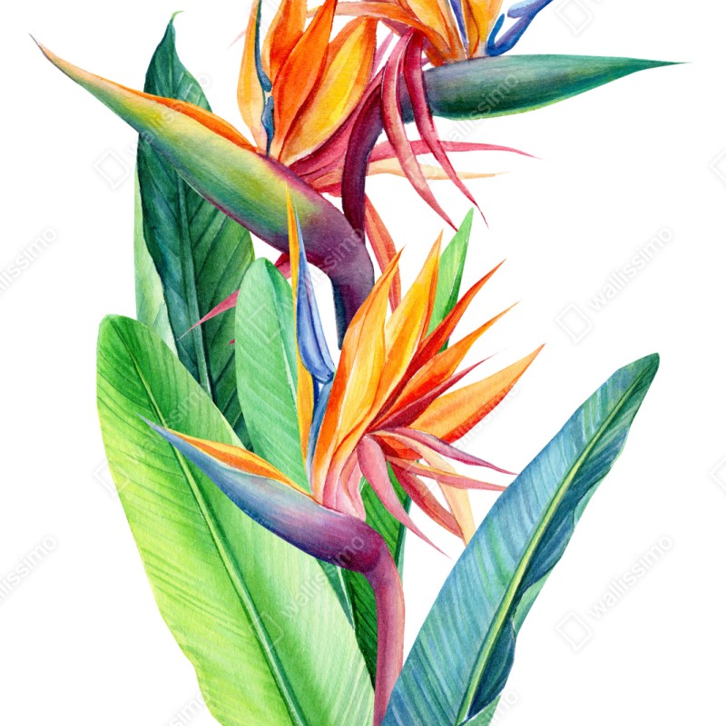 Naklejka repozycjonowalna żywa strelicja akwarelowa ilustracja botaniczna – Wallissimo® Naklejka repozycjonowalna żywa strelicja akwarelowa ilustracja botaniczna – Wallissimo®