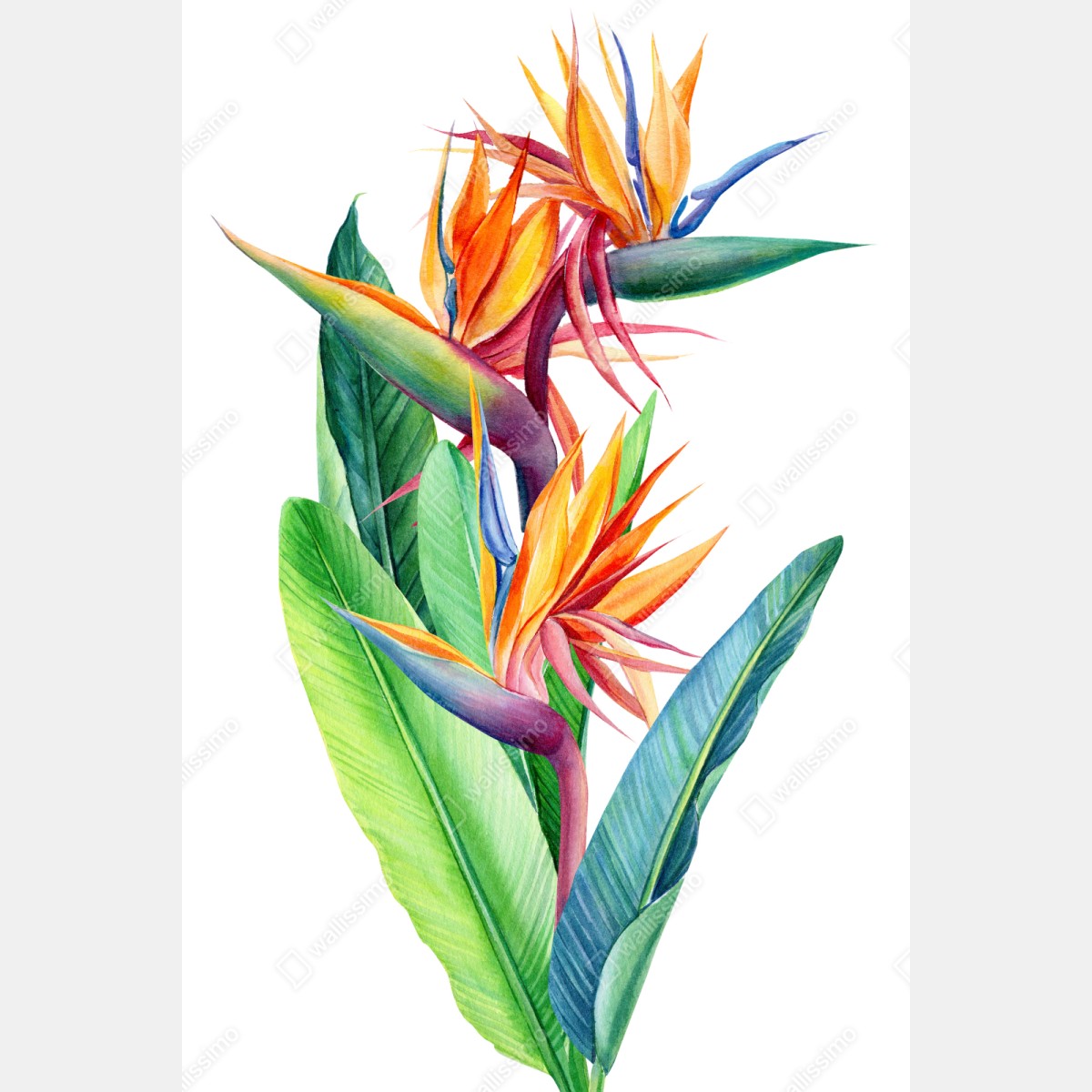 Naklejka repozycjonowalna żywa strelicja akwarelowa ilustracja botaniczna – Wallissimo® Naklejka repozycjonowalna żywa strelicja akwarelowa ilustracja botaniczna – Wallissimo®