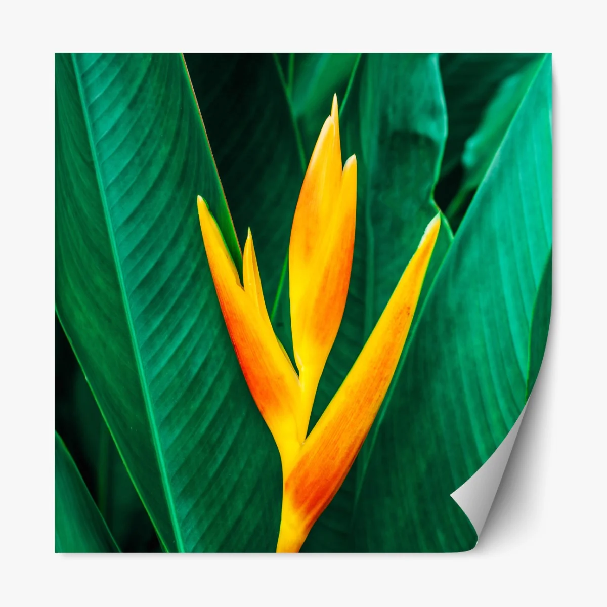 Naklejka repozycjonowalna żywy tropikalny kwiat heliconia na tle zielonych liści – Wallissimo® Naklejka repozycjonowalna żywy tropikalny kwiat heliconia na tle zielonych liści – Wallissimo®