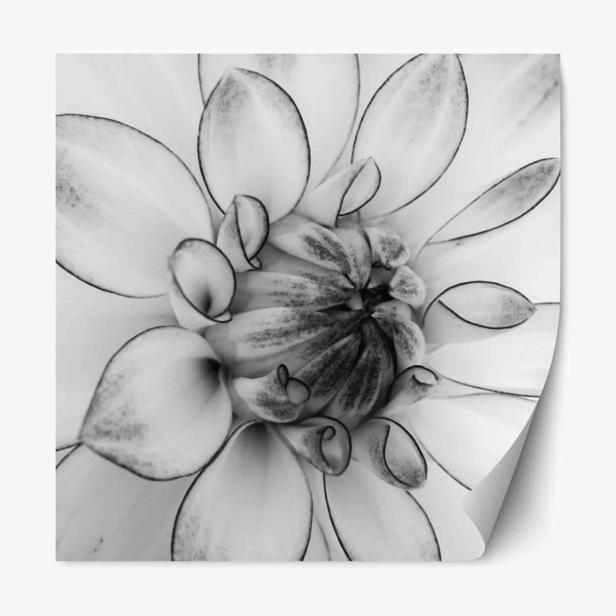 Naklejka repozycjonowalna monochromatyczne zbliżenie dalii – Wallissimo® Naklejka repozycjonowalna monochromatyczne zbliżenie dalii – Wallissimo®