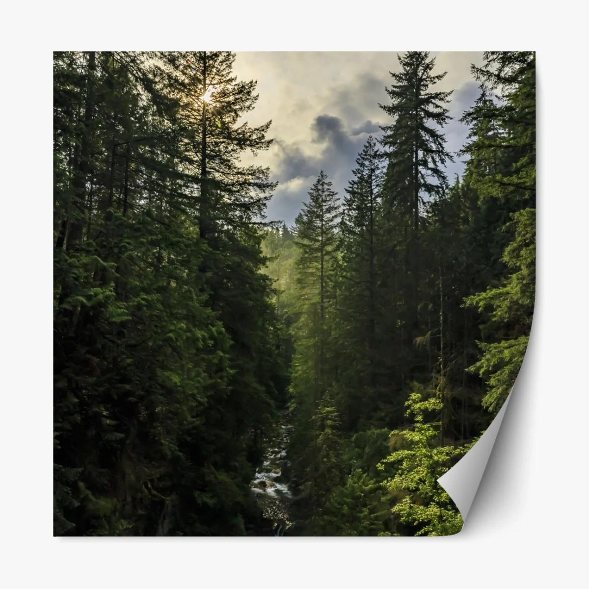 Naklejka repozycjonowalna mglisty iglasty las z wodospadem – Wallissimo® Naklejka repozycjonowalna mglisty iglasty las z wodospadem – Wallissimo®