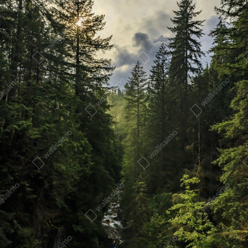 Naklejka repozycjonowalna mglisty iglasty las z wodospadem – Wallissimo® Naklejka repozycjonowalna mglisty iglasty las z wodospadem – Wallissimo®
