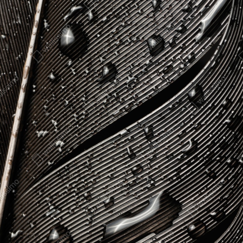 Naklejka repozycjonowalna czarno-białe pióro z kroplami wody – Wallissimo® Naklejka repozycjonowalna czarno-białe pióro z kroplami wody – Wallissimo®