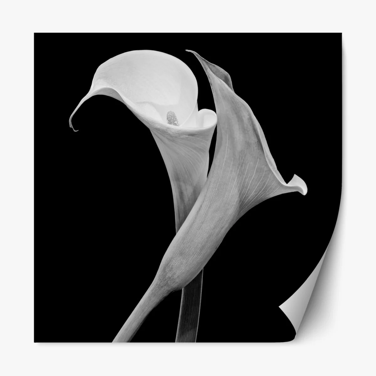 Naklejka repozycjonowalna eleganckie kalie w monochromie – Wallissimo® Naklejka repozycjonowalna eleganckie kalie w monochromie – Wallissimo®