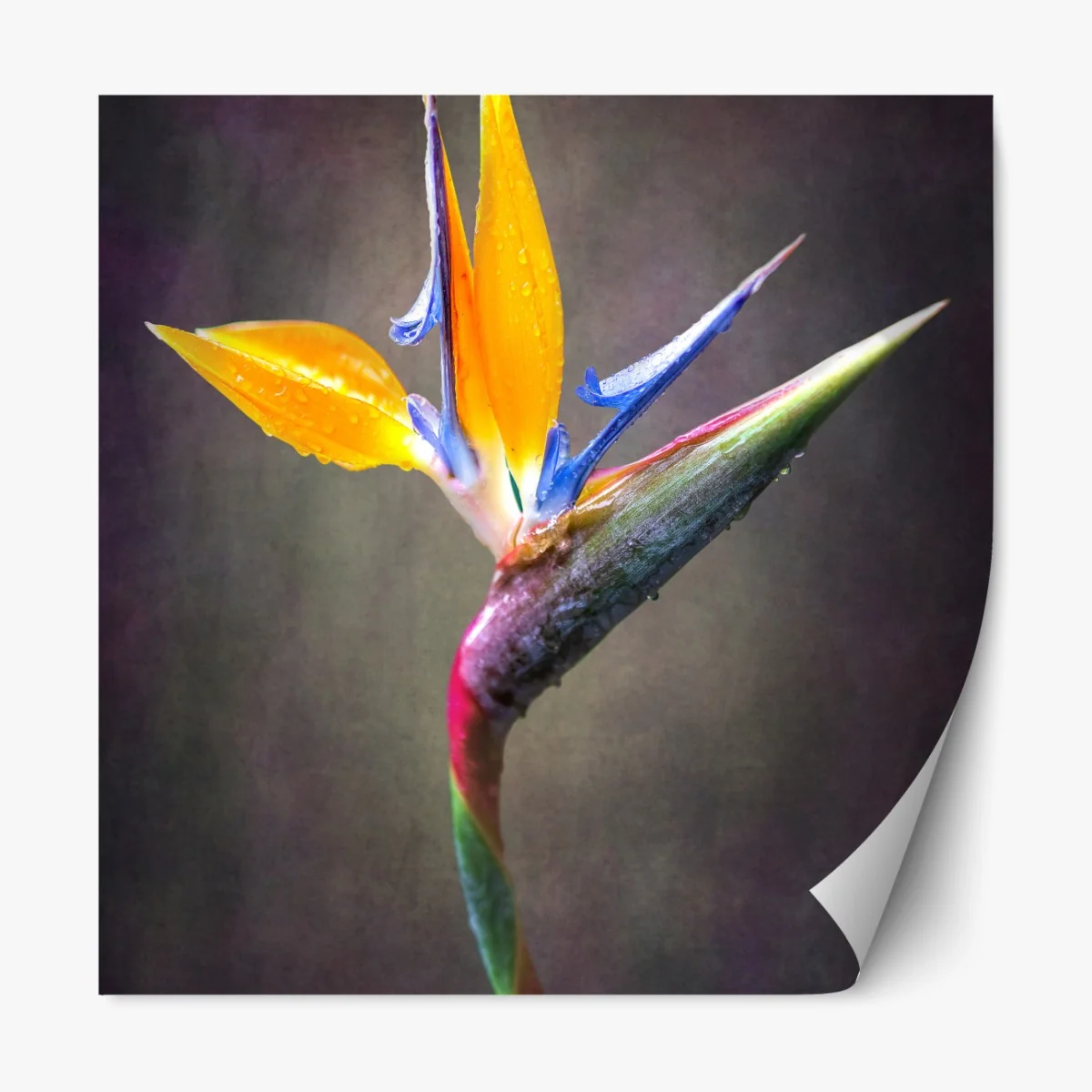 Naklejka repozycjonowalna strelicja w żywych kolorach – Wallissimo® Naklejka repozycjonowalna strelicja w żywych kolorach – Wallissimo®