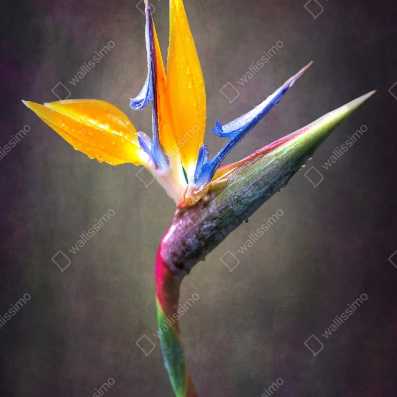 Naklejka repozycjonowalna strelicja w żywych kolorach – Wallissimo® Naklejka repozycjonowalna strelicja w żywych kolorach – Wallissimo®