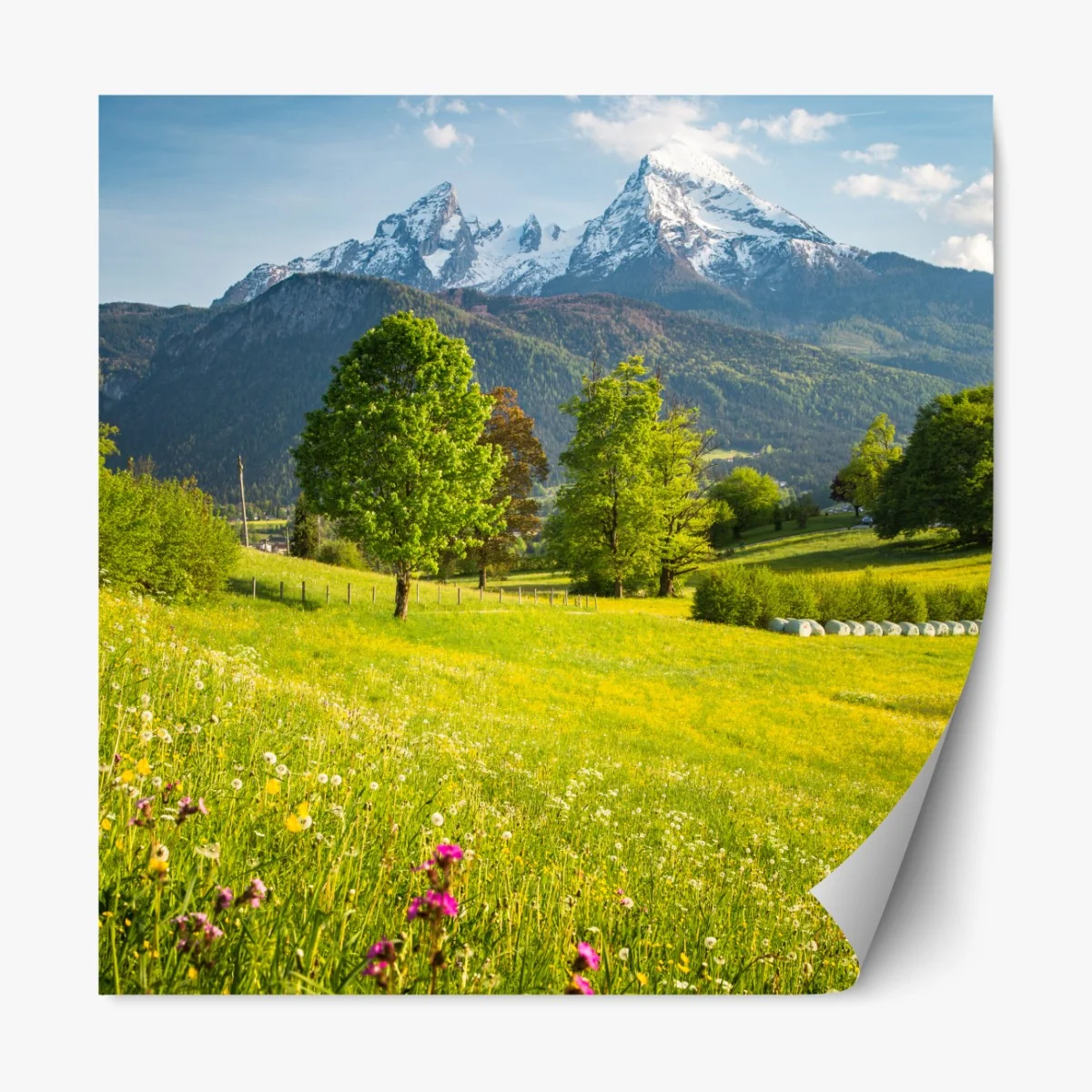 Naklejka repozycjonowalna alpejska wiosenna łąka pod śnieżnymi szczytami – Wallissimo® Naklejka repozycjonowalna alpejska wiosenna łąka pod śnieżnymi szczytami – Wallissimo®
