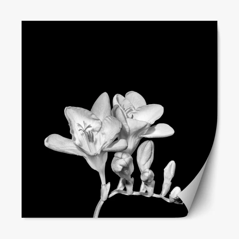 Naklejka repozycjonowalna delikatna frezja w monochromie