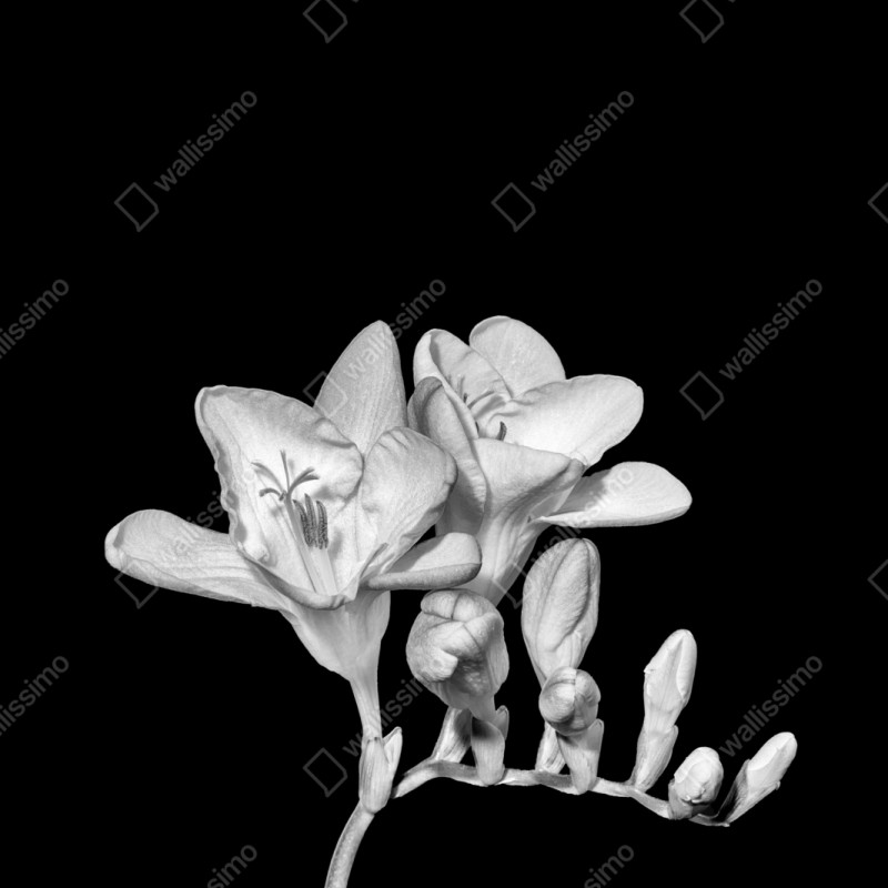 Naklejka repozycjonowalna delikatna frezja w monochromie – Wallissimo® Naklejka repozycjonowalna delikatna frezja w monochromie – Wallissimo®