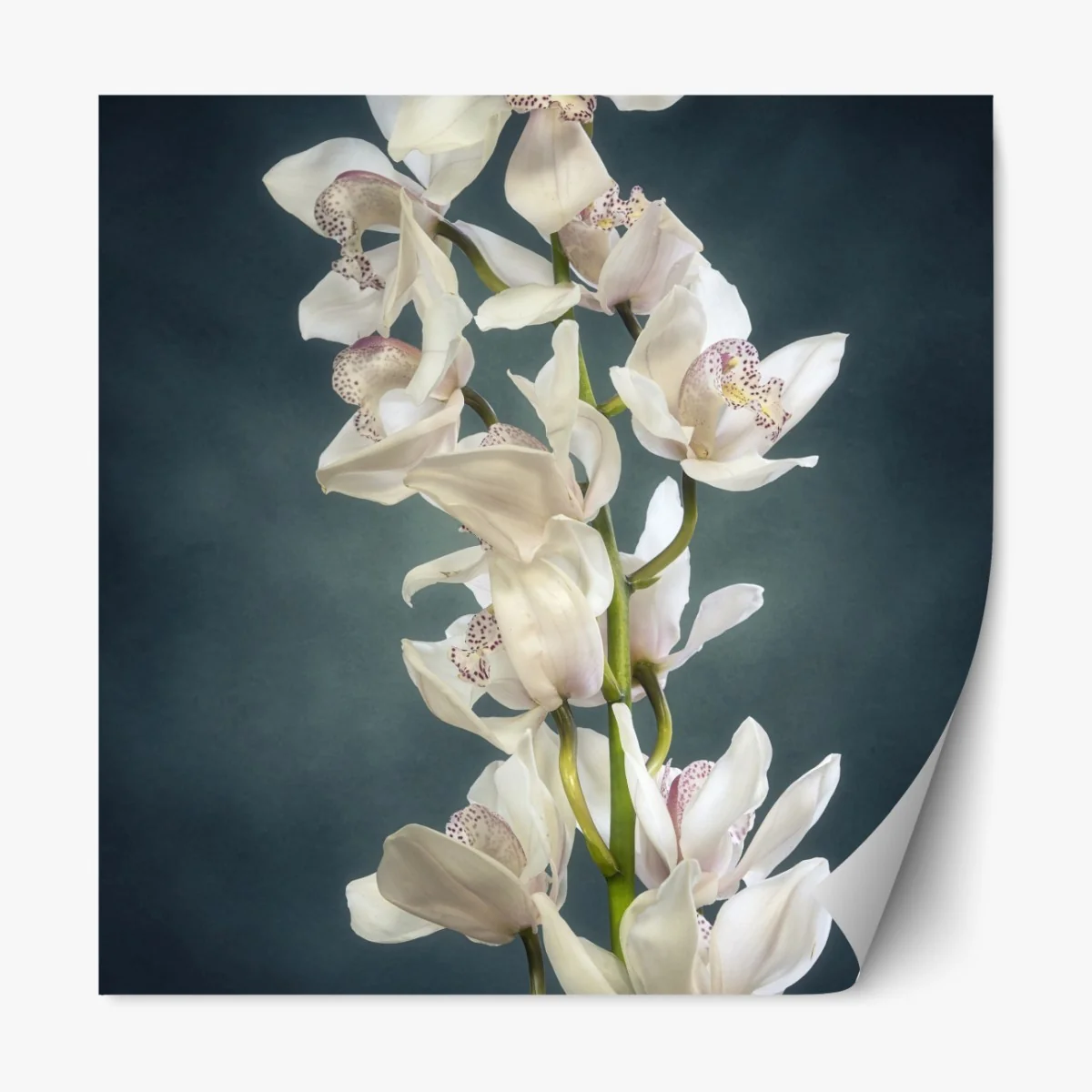 Naklejka repozycjonowalna delikatne białe storczyki na stonowanym tle – Wallissimo® Naklejka repozycjonowalna delikatne białe storczyki na stonowanym tle – Wallissimo®