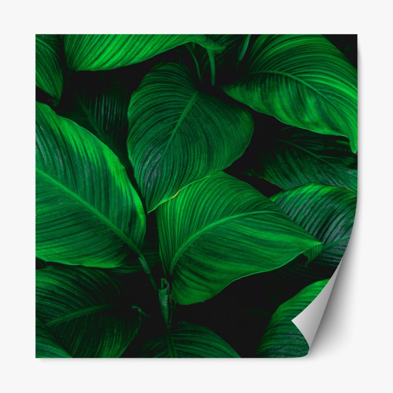 Naklejka repozycjonowalna tropikalny motyw tukanów – Wallissimo®