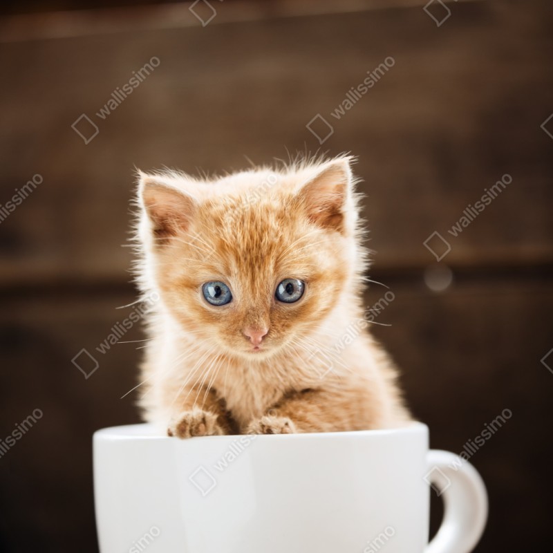 Naklejka repozycjonowalna rudy kociak w filiżance – Wallissimo® Naklejka repozycjonowalna rudy kociak w filiżance – Wallissimo®