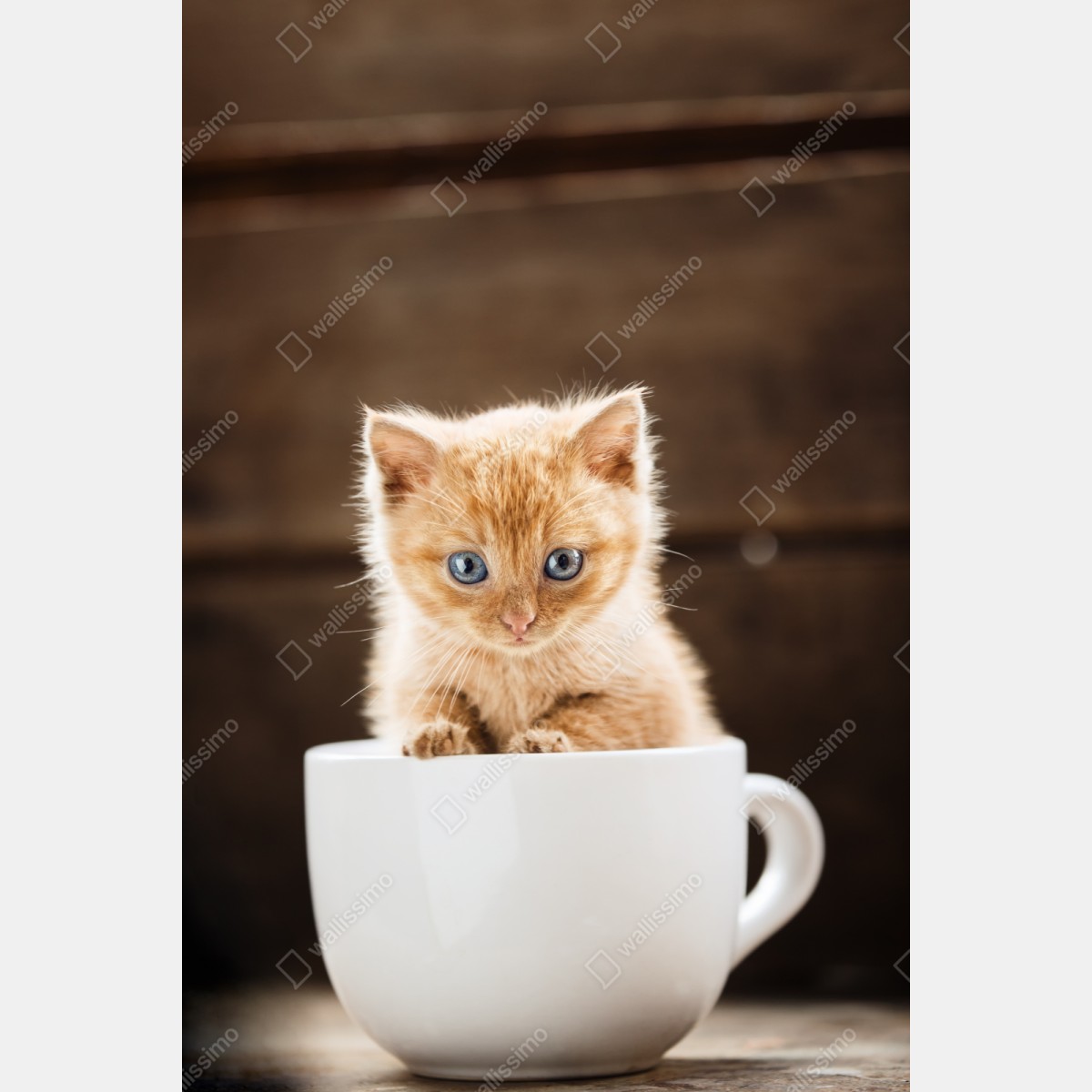 Naklejka repozycjonowalna rudy kociak w filiżance – Wallissimo® Naklejka repozycjonowalna rudy kociak w filiżance – Wallissimo®