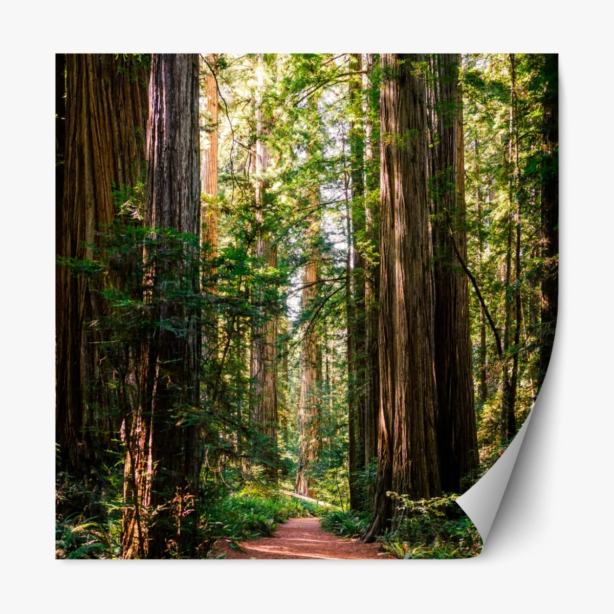 Naklejka repozycjonowalna majestatyczna ścieżka w lesie sekwoi – Wallissimo® Naklejka repozycjonowalna majestatyczna ścieżka w lesie sekwoi – Wallissimo®
