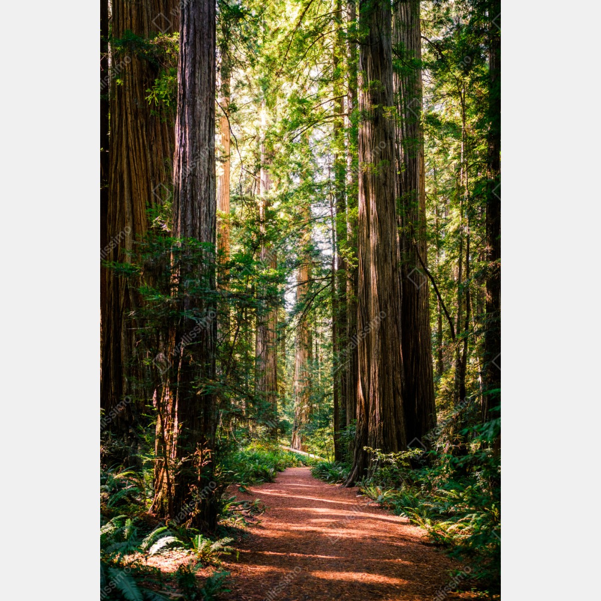 Naklejka repozycjonowalna majestatyczna ścieżka w lesie sekwoi – Wallissimo® Naklejka repozycjonowalna majestatyczna ścieżka w lesie sekwoi – Wallissimo®