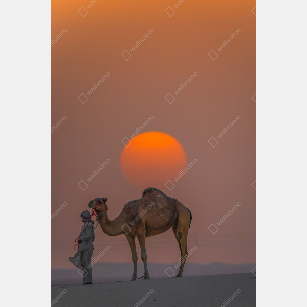 Naklejka repozycjonowalna wielbłąd na tle zachodu słońca na pustyni – Wallissimo® Naklejka repozycjonowalna wielbłąd na tle zachodu słońca na pustyni – Wallissimo®