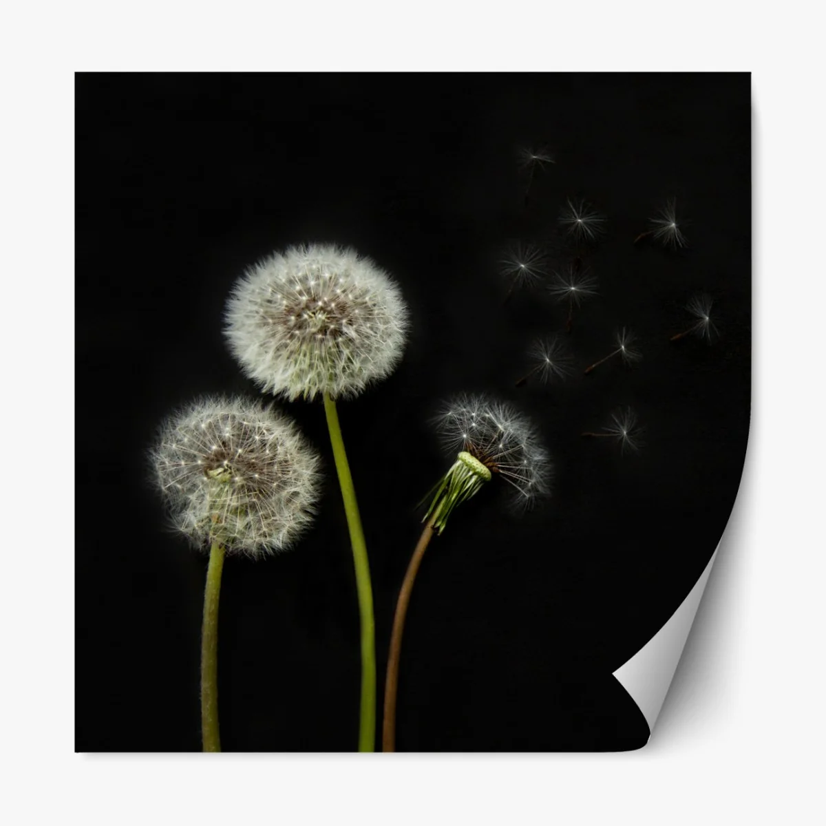 Naklejka repozycjonowalna delikatne główki mniszka na czarnym tle – Wallissimo® Naklejka repozycjonowalna delikatne główki mniszka na czarnym tle – Wallissimo®