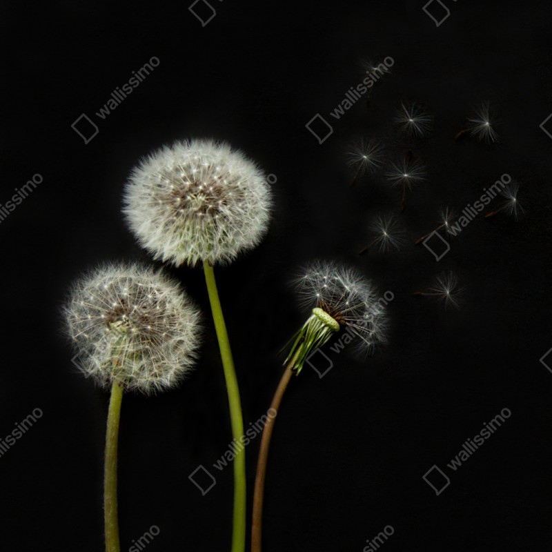 Naklejka repozycjonowalna delikatne główki mniszka na czarnym tle – Wallissimo® Naklejka repozycjonowalna delikatne główki mniszka na czarnym tle – Wallissimo®