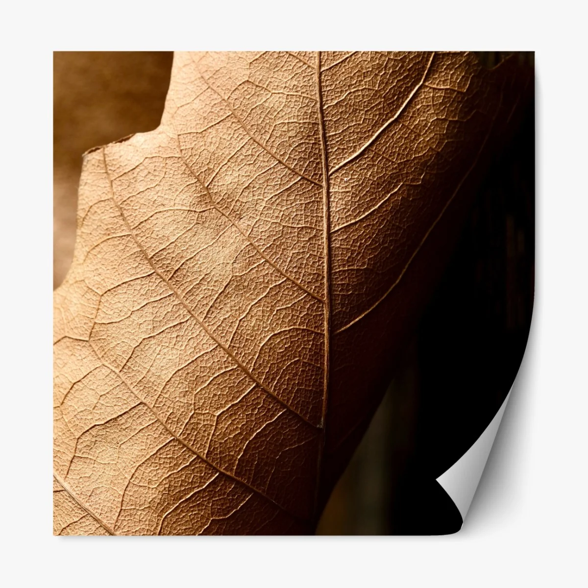 Naklejka repozycjonowalna tekstura suchego liścia w zbliżeniu – Wallissimo® Naklejka repozycjonowalna tekstura suchego liścia w zbliżeniu – Wallissimo®