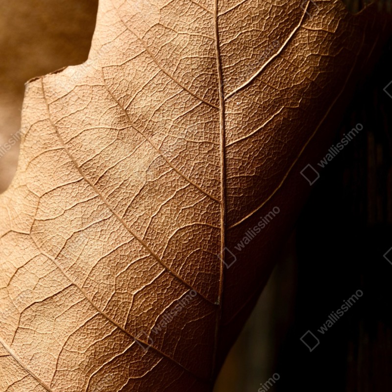 Naklejka repozycjonowalna tekstura suchego liścia w zbliżeniu – Wallissimo® Naklejka repozycjonowalna tekstura suchego liścia w zbliżeniu – Wallissimo®