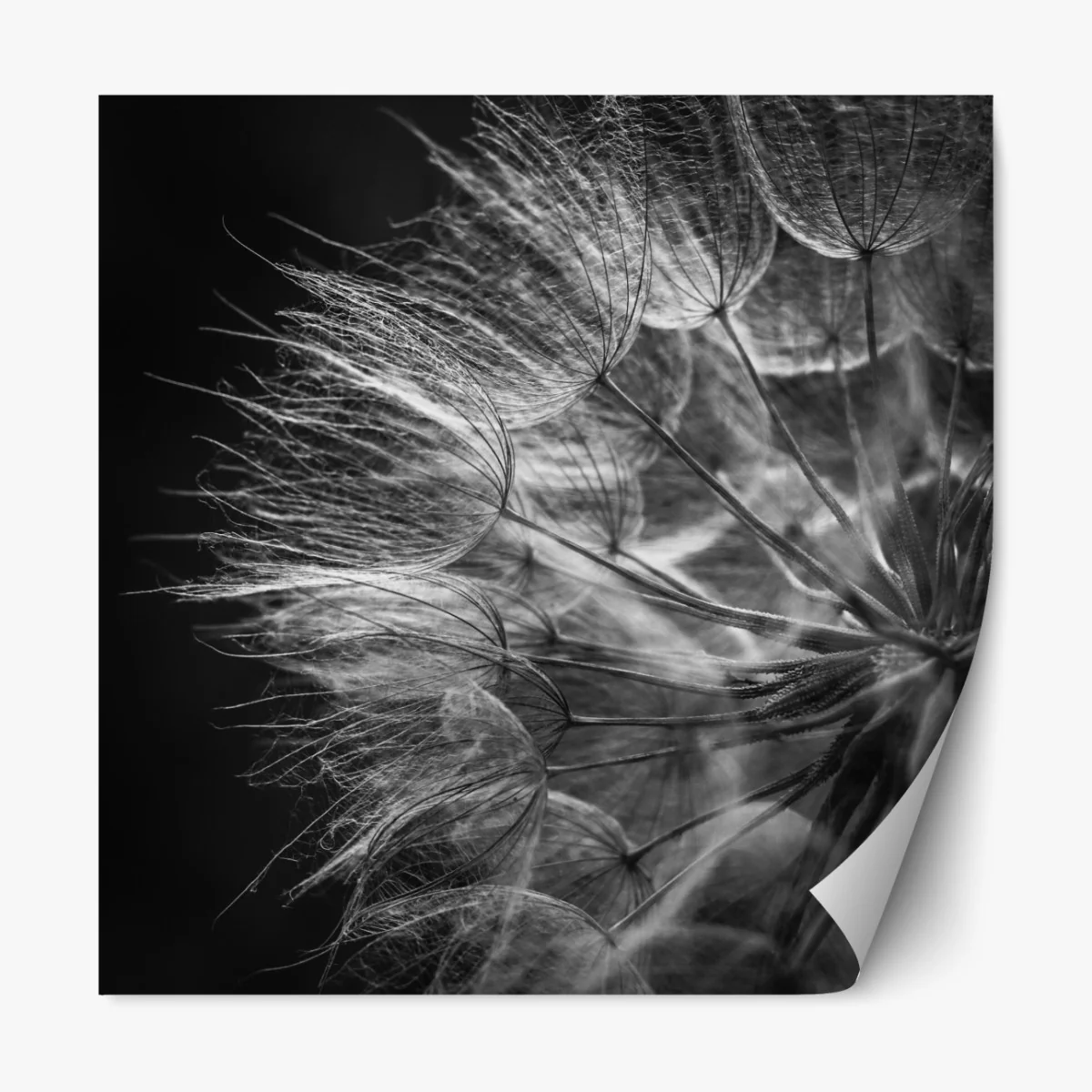 Naklejka repozycjonowalna delikatny puch dmuchawca w monochromie – Wallissimo® Naklejka repozycjonowalna delikatny puch dmuchawca w monochromie – Wallissimo®