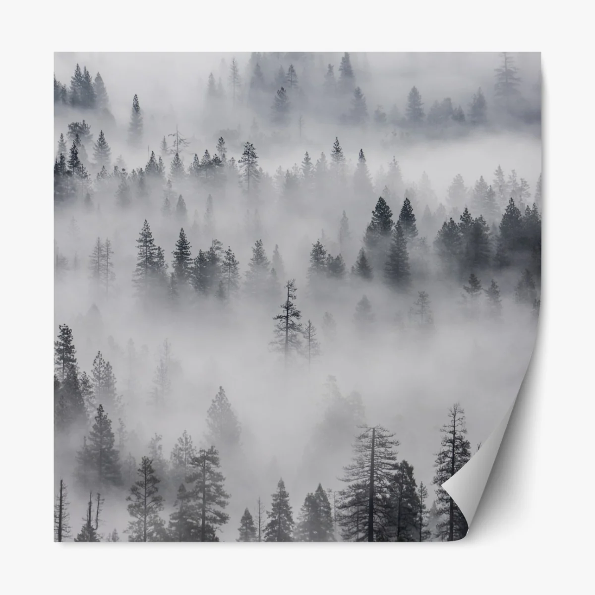 Naklejka repozycjonowalna mglisty las sosnowy – Wallissimo® Naklejka repozycjonowalna mglisty las sosnowy – Wallissimo®