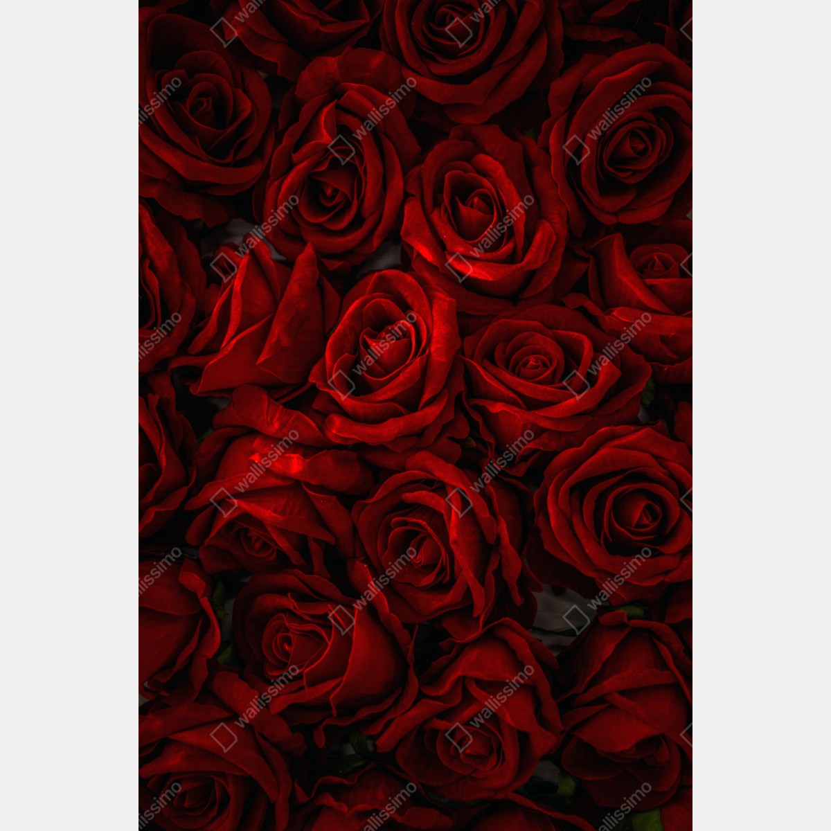Naklejka repozycjonowalna intensywne czerwone róże z bliska – Wallissimo® Naklejka repozycjonowalna intensywne czerwone róże z bliska – Wallissimo®