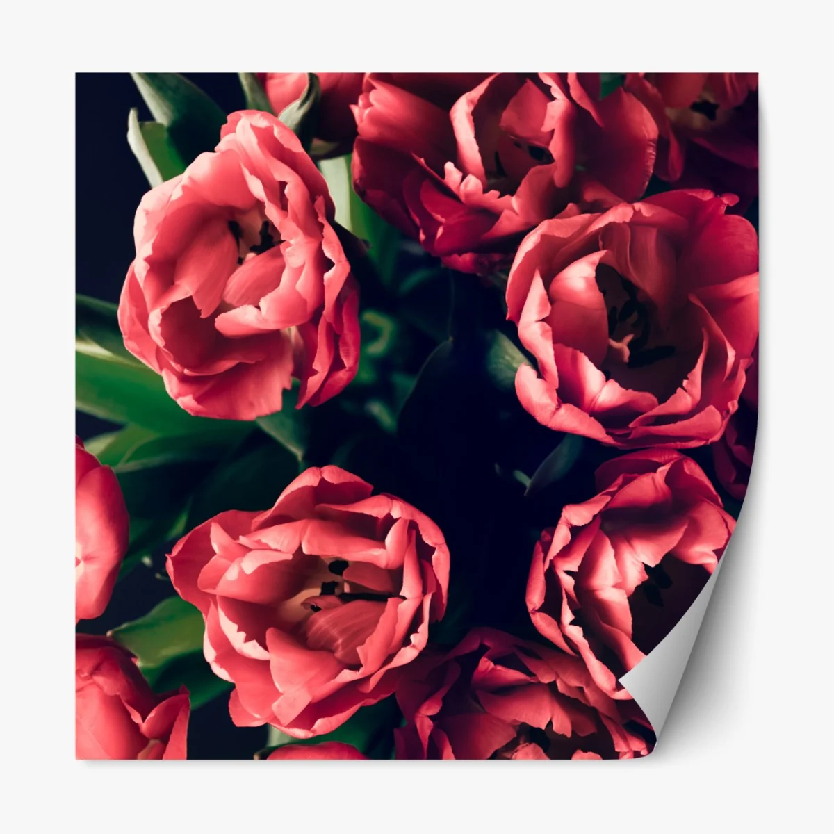 Naklejka repozycjonowalna nastrojowy różowy bukiet tulipanów – Wallissimo® Naklejka repozycjonowalna nastrojowy różowy bukiet tulipanów – Wallissimo®