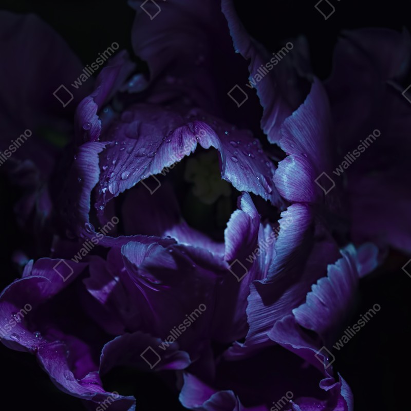 Naklejka repozycjonowalna fioletowy tulipan w ultrafiolecie – Wallissimo® Naklejka repozycjonowalna fioletowy tulipan w ultrafiolecie – Wallissimo®