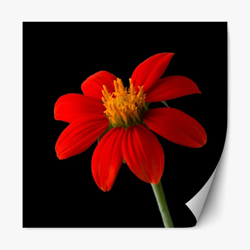 Naklejka repozycjonowalna bujne tropikalne liście – Wallissimo®