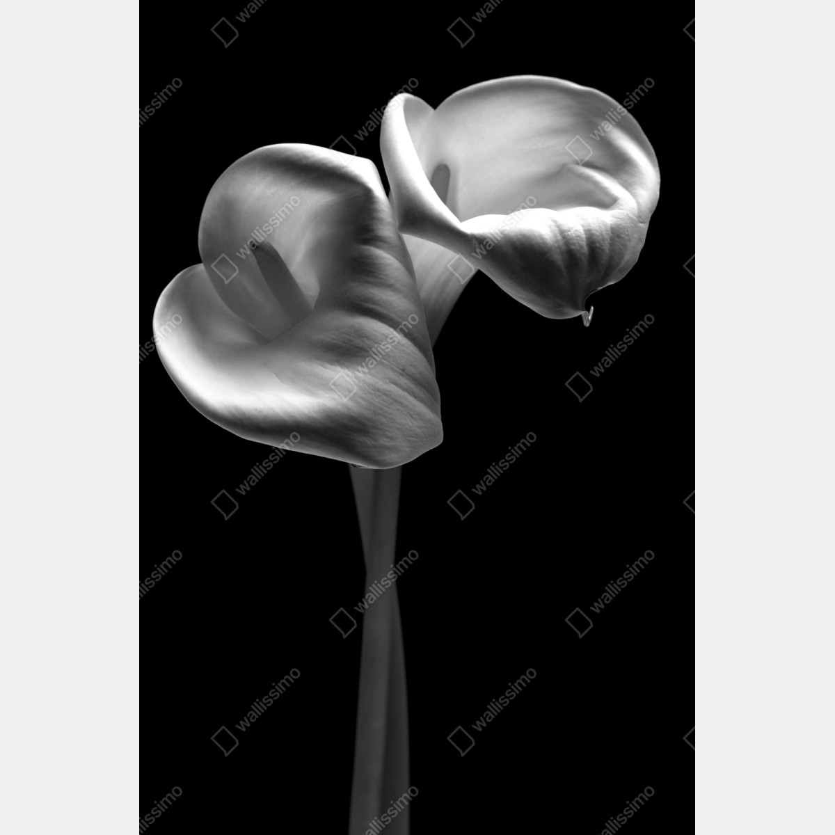 Naklejka repozycjonowalna eleganckie kielichy kalii w monochromie – Wallissimo® Naklejka repozycjonowalna eleganckie kielichy kalii w monochromie – Wallissimo®