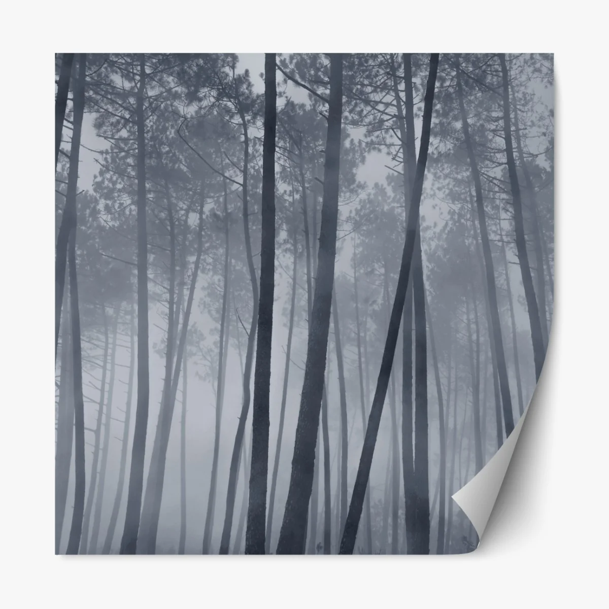 Naklejka repozycjonowalna mglisty sosnowy las nocą – Wallissimo® Naklejka repozycjonowalna mglisty sosnowy las nocą – Wallissimo®