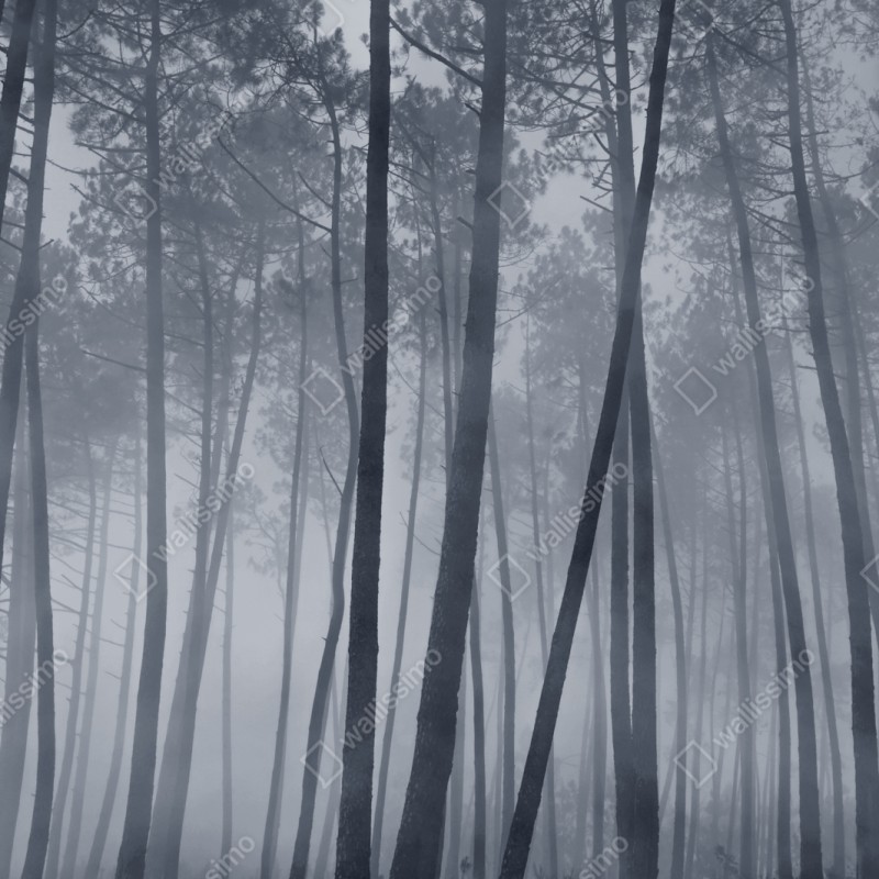 Naklejka repozycjonowalna mglisty sosnowy las nocą – Wallissimo® Naklejka repozycjonowalna mglisty sosnowy las nocą – Wallissimo®