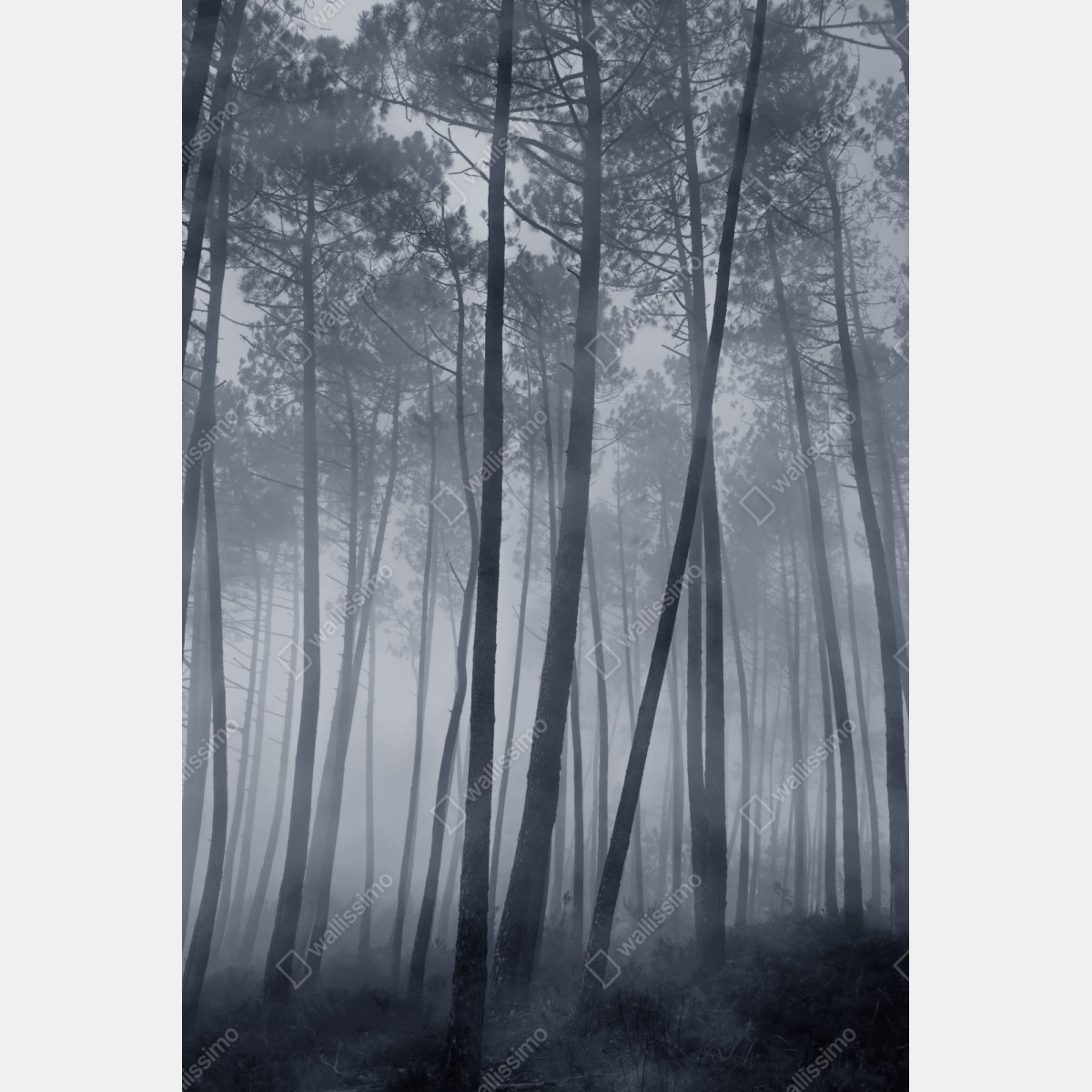 Naklejka repozycjonowalna mglisty sosnowy las nocą – Wallissimo® Naklejka repozycjonowalna mglisty sosnowy las nocą – Wallissimo®
