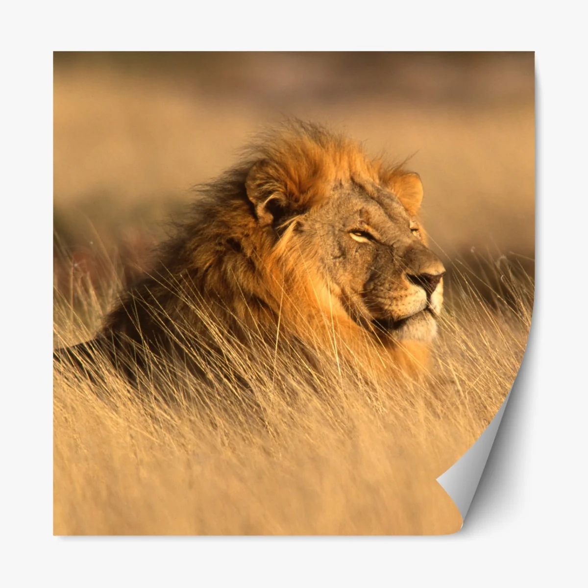 Naklejka repozycjonowalna majestatyczny lew w wysokiej trawie – Wallissimo® Naklejka repozycjonowalna majestatyczny lew w wysokiej trawie – Wallissimo®