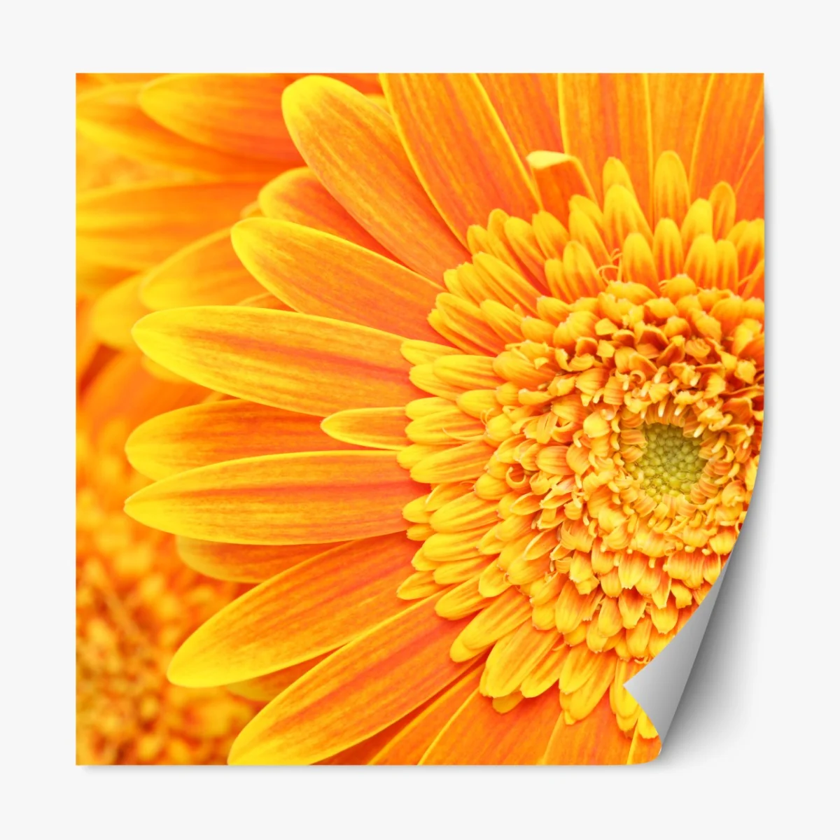 Naklejka repozycjonowalna intensywna pomarańczowa gerbera z bliska – Wallissimo® Naklejka repozycjonowalna intensywna pomarańczowa gerbera z bliska – Wallissimo®