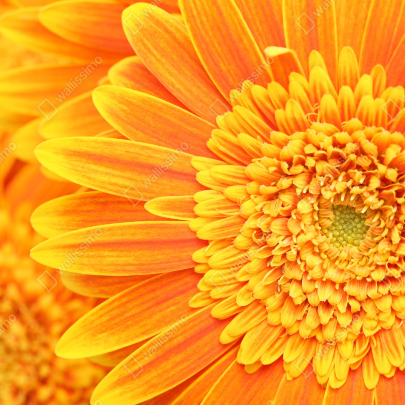 Naklejka repozycjonowalna intensywna pomarańczowa gerbera z bliska – Wallissimo® Naklejka repozycjonowalna intensywna pomarańczowa gerbera z bliska – Wallissimo®