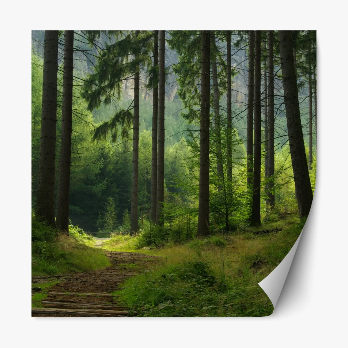 Naklejka repozycjonowalna spokojna leśna ścieżka – Wallissimo® Naklejka repozycjonowalna spokojna leśna ścieżka – Wallissimo®