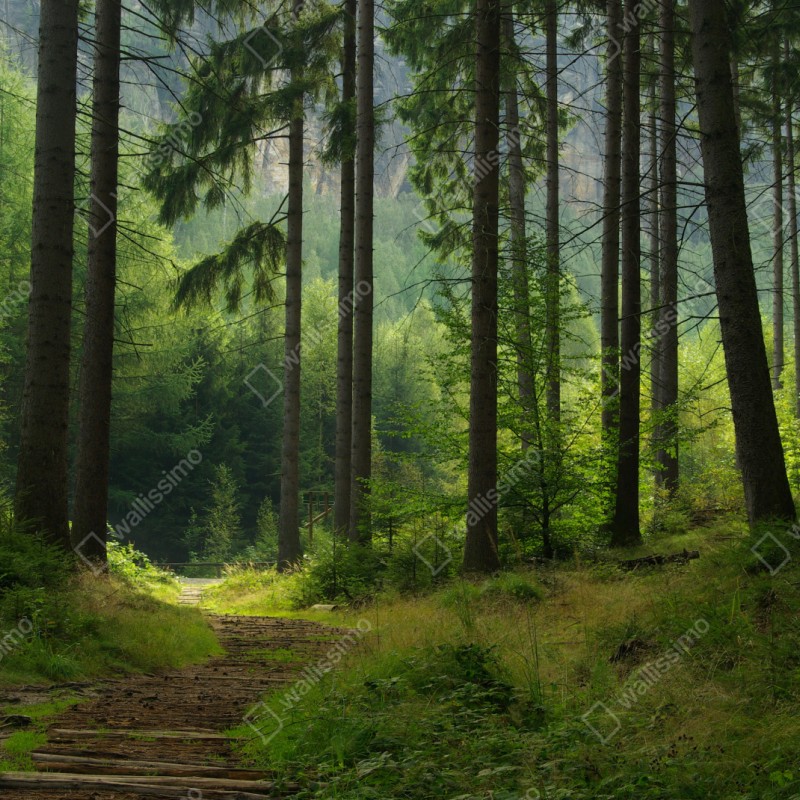 Naklejka repozycjonowalna spokojna leśna ścieżka – Wallissimo® Naklejka repozycjonowalna spokojna leśna ścieżka – Wallissimo®