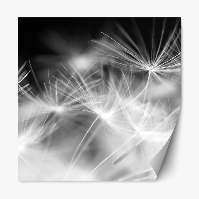 Naklejka repozycjonowalna delikatne nasiona dmuchawca czarno-białe