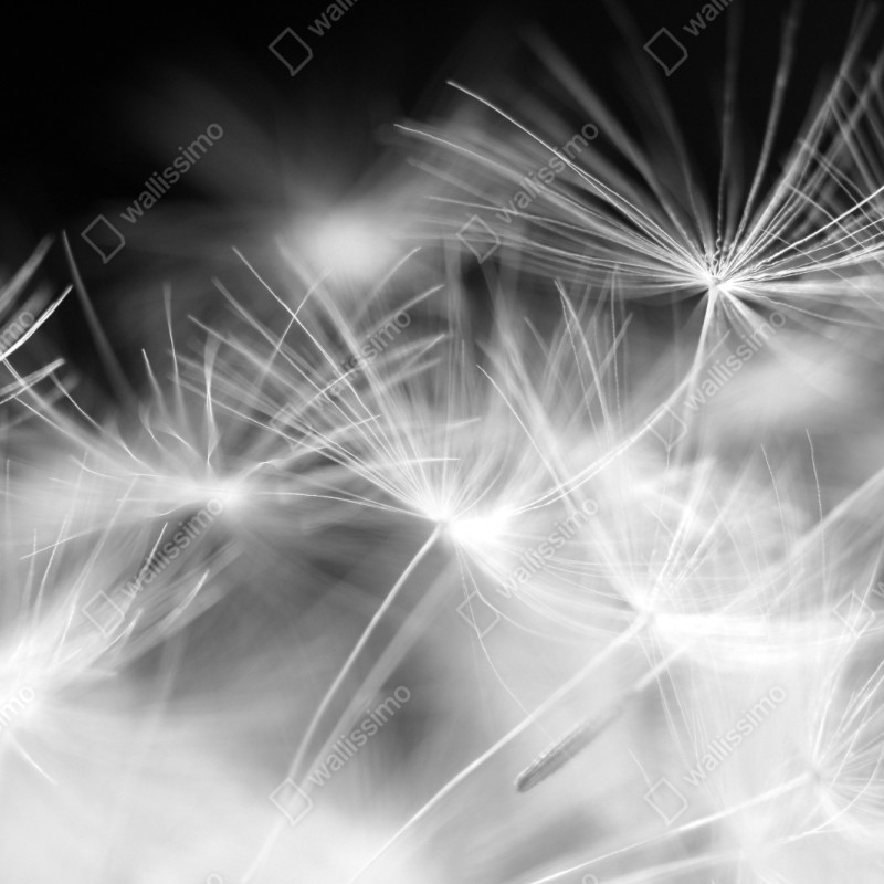 Naklejka repozycjonowalna delikatne nasiona dmuchawca czarno-białe – Wallissimo® Naklejka repozycjonowalna delikatne nasiona dmuchawca czarno-białe – Wallissimo®