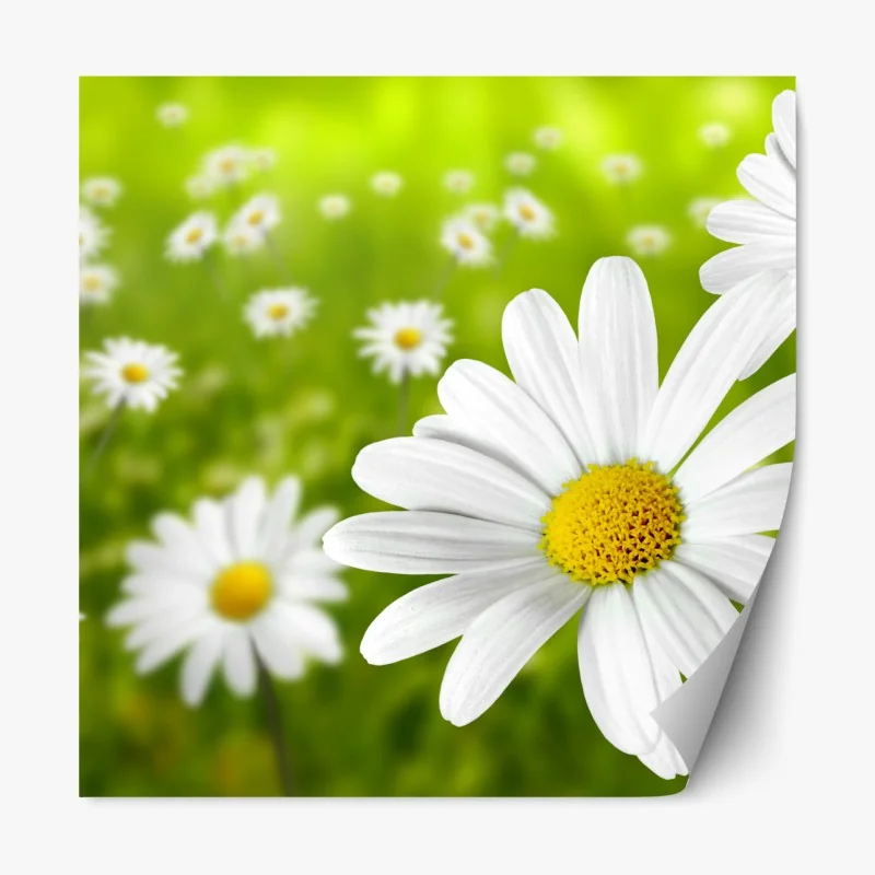 Naklejka repozycjonowalna białe stokrotki na łące