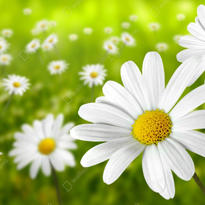 Naklejka repozycjonowalna białe stokrotki na łące – Wallissimo® Naklejka repozycjonowalna białe stokrotki na łące – Wallissimo®