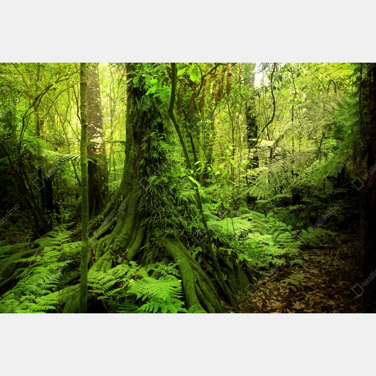 Naklejka repozycjonowalna bujna tropikalna dżungla – Wallissimo® Naklejka repozycjonowalna bujna tropikalna dżungla – Wallissimo®