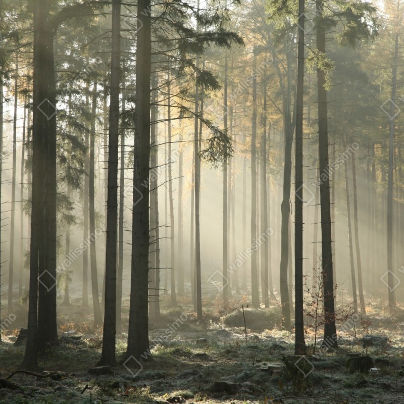 Naklejka repozycjonowalna mglisty poranek w lesie z promieniami słońca – Wallissimo® Naklejka repozycjonowalna mglisty poranek w lesie z promieniami słońca – Wallissimo®