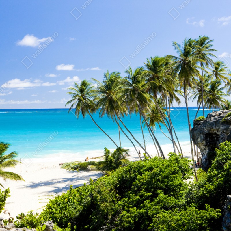 Naklejka repozycjonowalna Bottom Bay plaża z palmami, Barbados – Wallissimo® Naklejka repozycjonowalna Bottom Bay plaża z palmami, Barbados – Wallissimo®