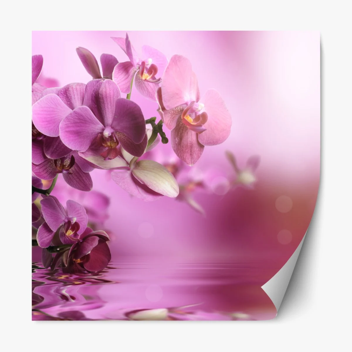 Naklejka repozycjonowalna różowe orchidee z odbiciem – Wallissimo® Naklejka repozycjonowalna różowe orchidee z odbiciem – Wallissimo®