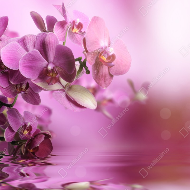 Naklejka repozycjonowalna różowe orchidee z odbiciem – Wallissimo® Naklejka repozycjonowalna różowe orchidee z odbiciem – Wallissimo®