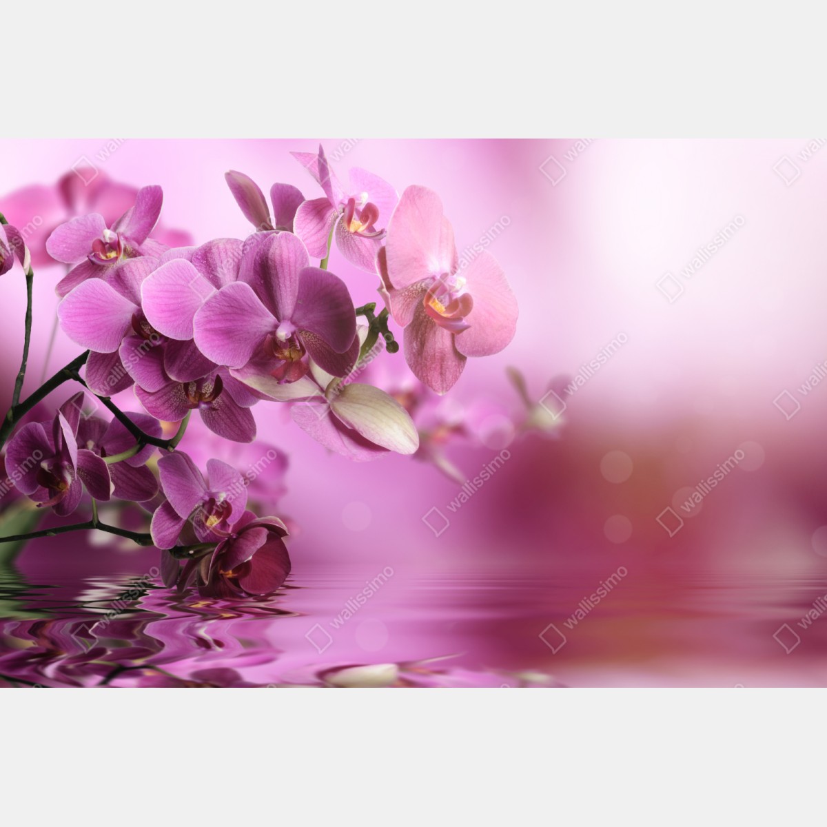 Naklejka repozycjonowalna różowe orchidee z odbiciem – Wallissimo® Naklejka repozycjonowalna różowe orchidee z odbiciem – Wallissimo®