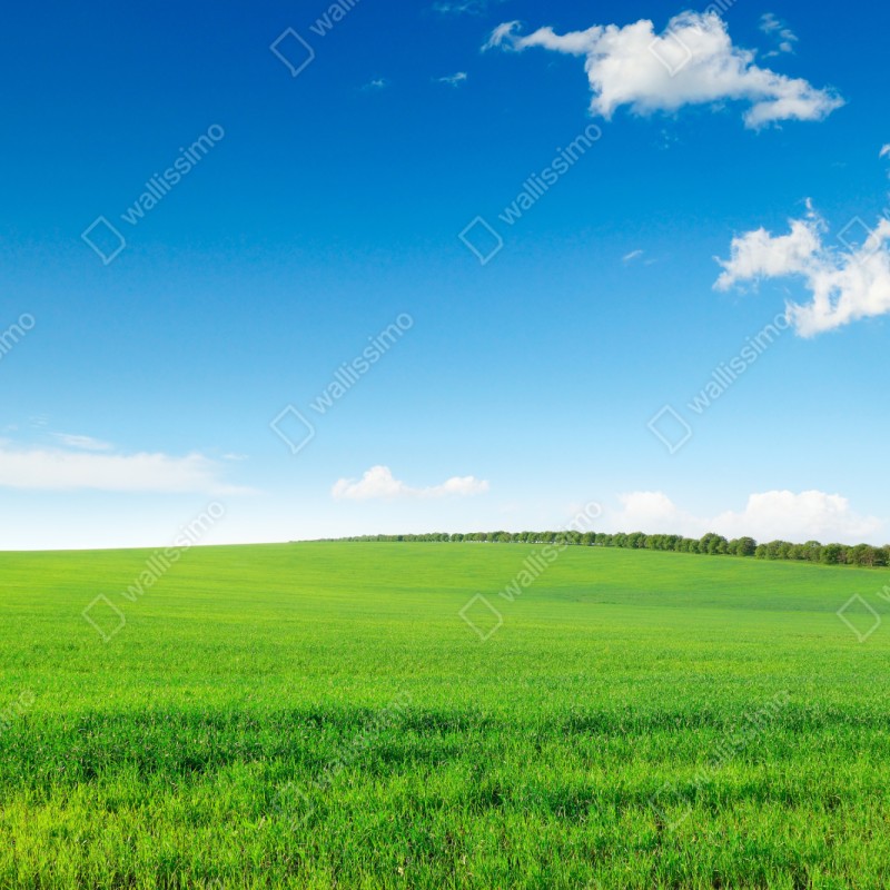 Naklejka repozycjonowalna spokojna zielona łąka pod niebieskim niebem – Wallissimo® Naklejka repozycjonowalna spokojna zielona łąka pod niebieskim niebem – Wallissimo®